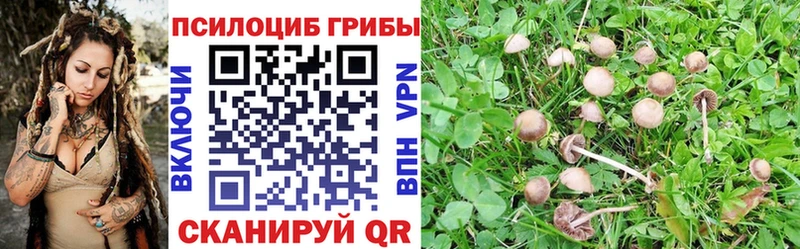 Псилоцибиновые грибы Psilocybe  Камышлов 